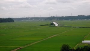 生育中コシヒカリ、6月の多古町田園風景